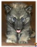 wolf dog puppy posted by Wolf Husky Pups